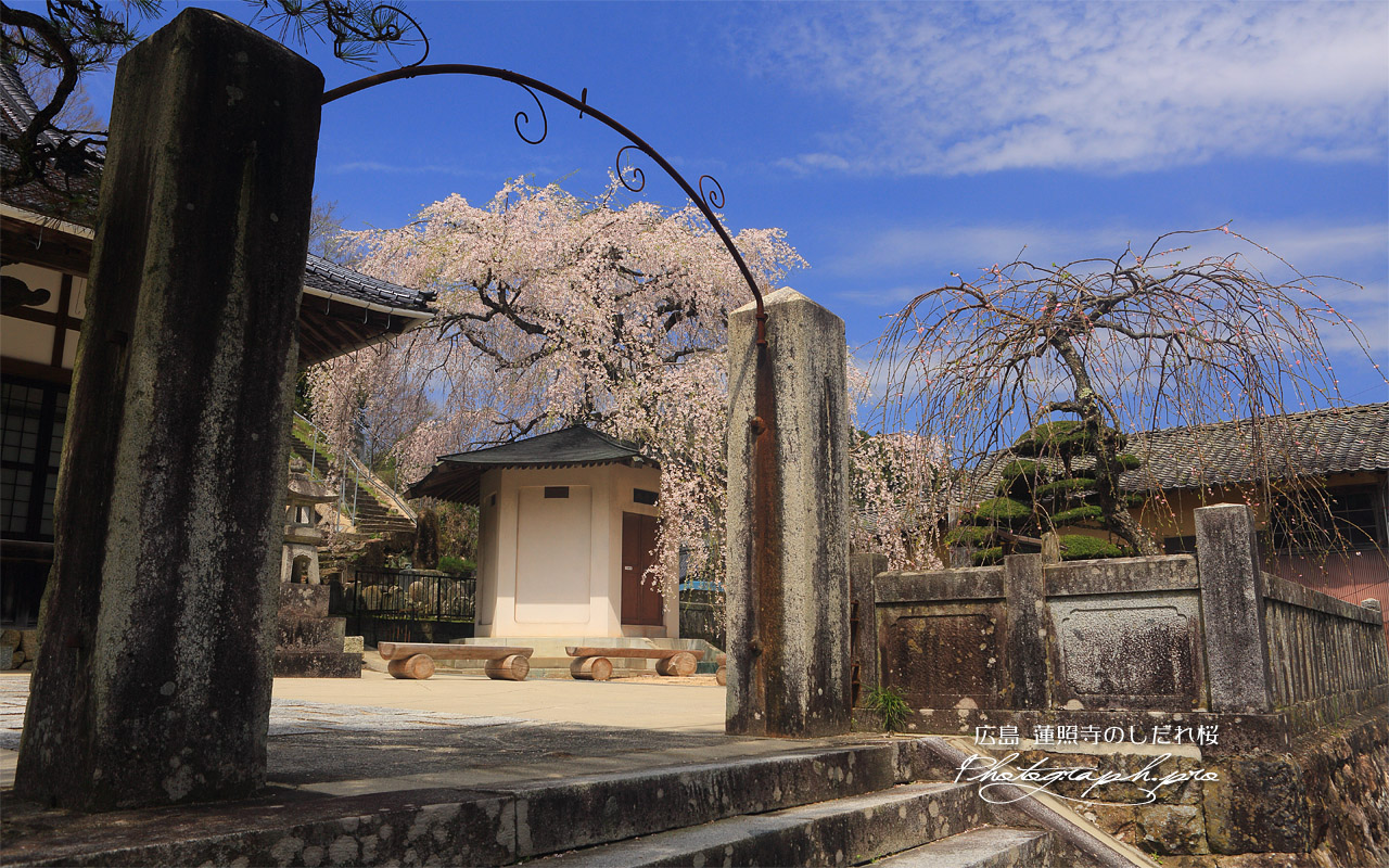 蓮照寺の枝垂れ桜 壁紙