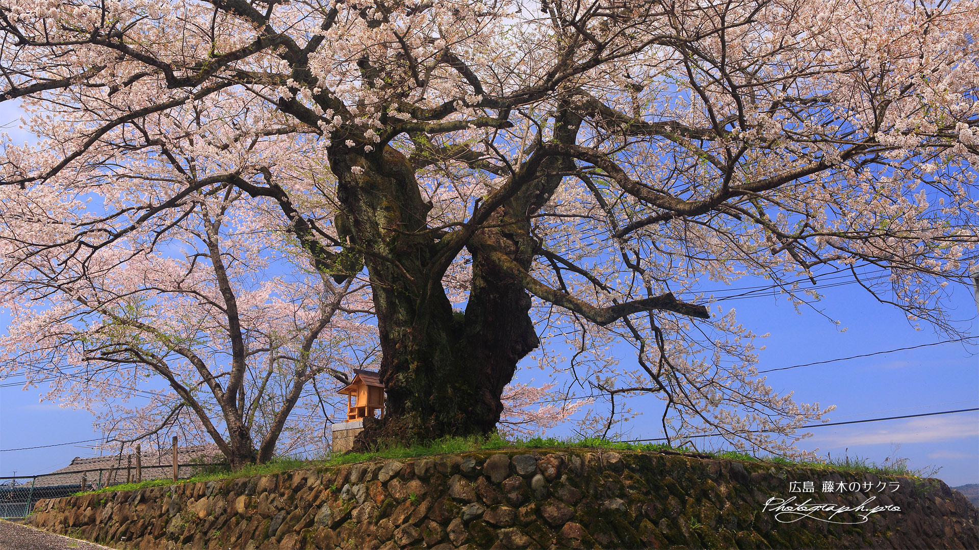 藤木の桜