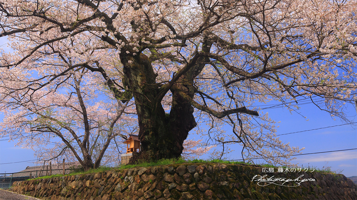 藤木の桜 壁紙