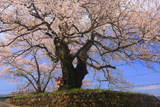 藤木の桜