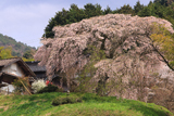 足羽家のしだれ桜