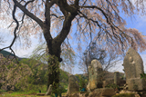 足羽家の枝垂れ桜