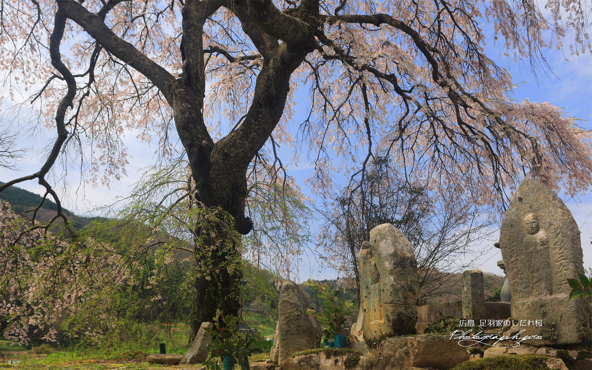 足羽家の枝垂れ桜