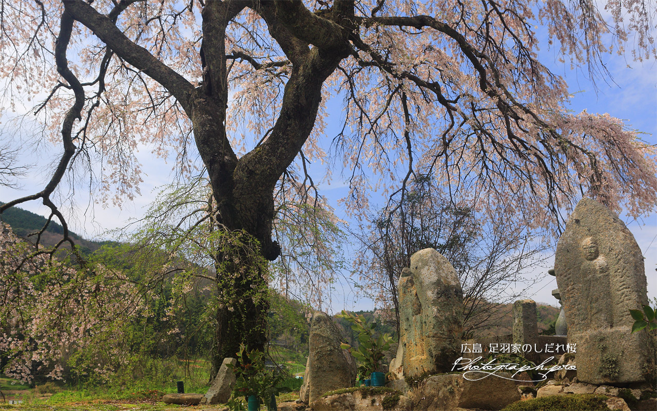 足羽家の枝垂れ桜 壁紙