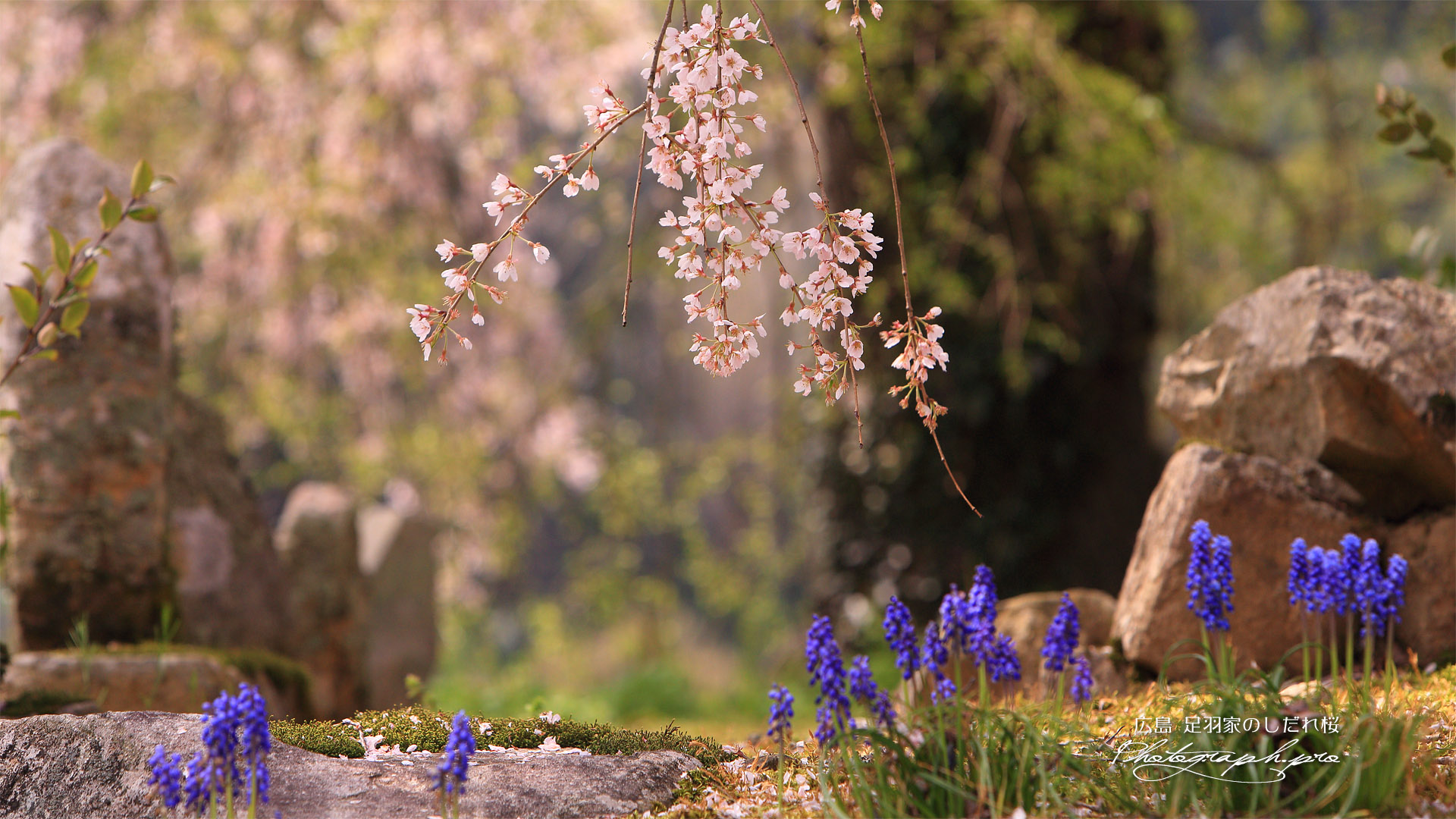 足羽家のしだれ桜