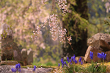 足羽家のしだれ桜