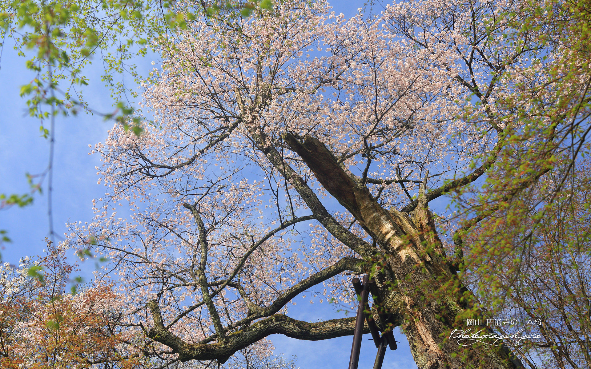 圓通寺の一本桜