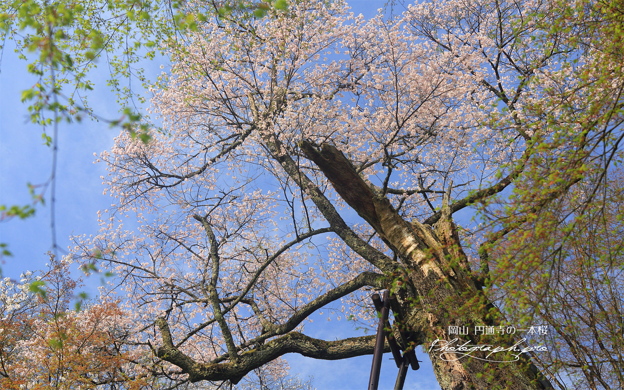 圓通寺の一本桜 壁紙