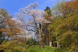 円通寺の一本桜