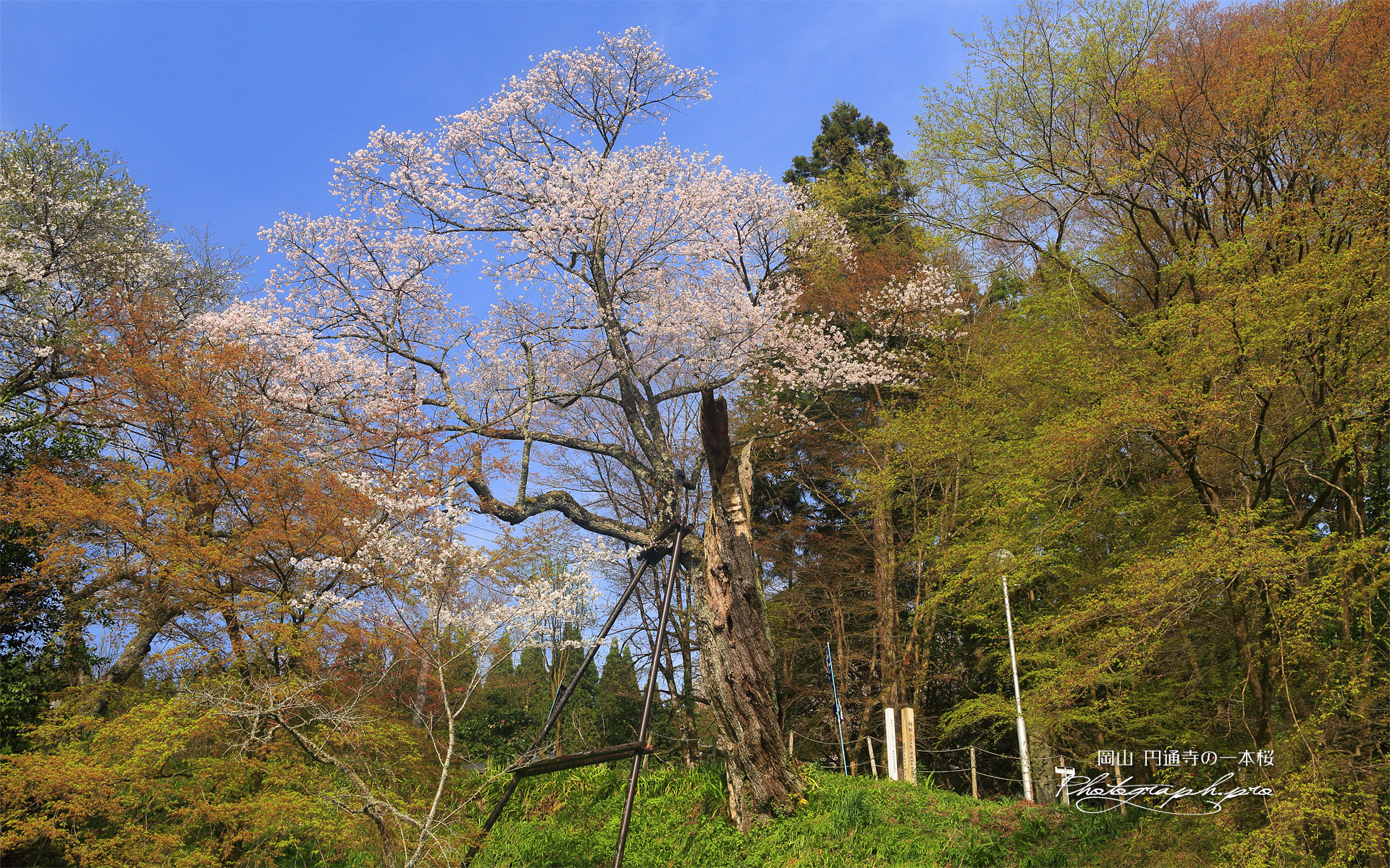 円通寺の一本桜