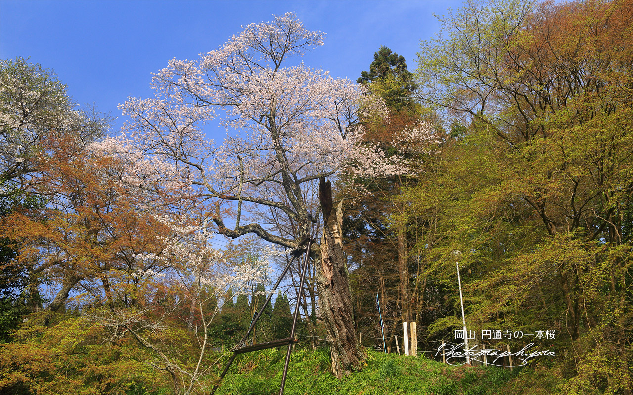 円通寺の一本桜 壁紙