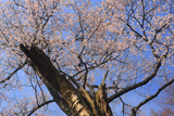 円通寺の一本桜