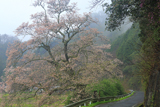 尾原の一本桜