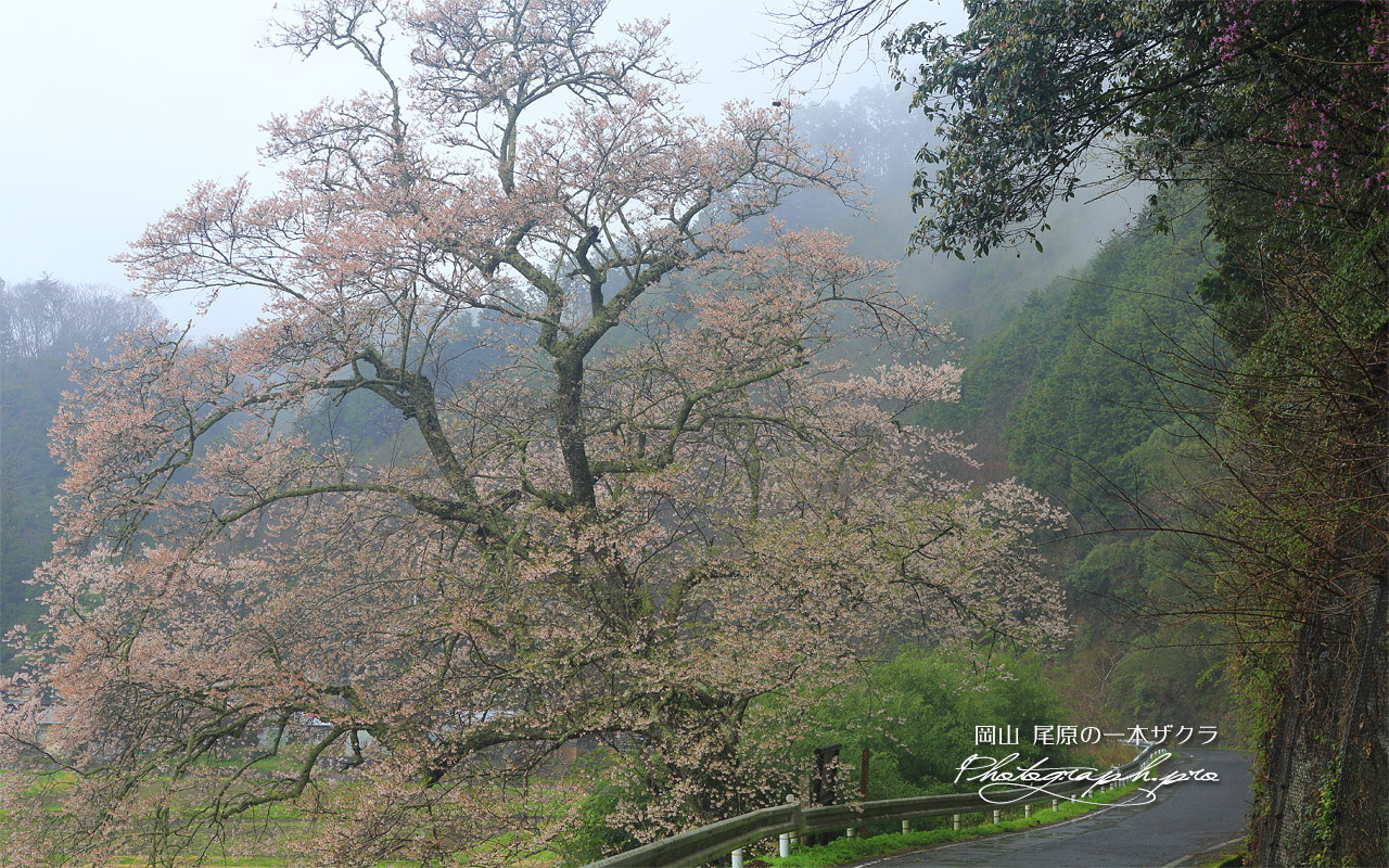 尾原の一本桜 壁紙