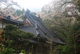 寶蔵寺のヤマザクラ