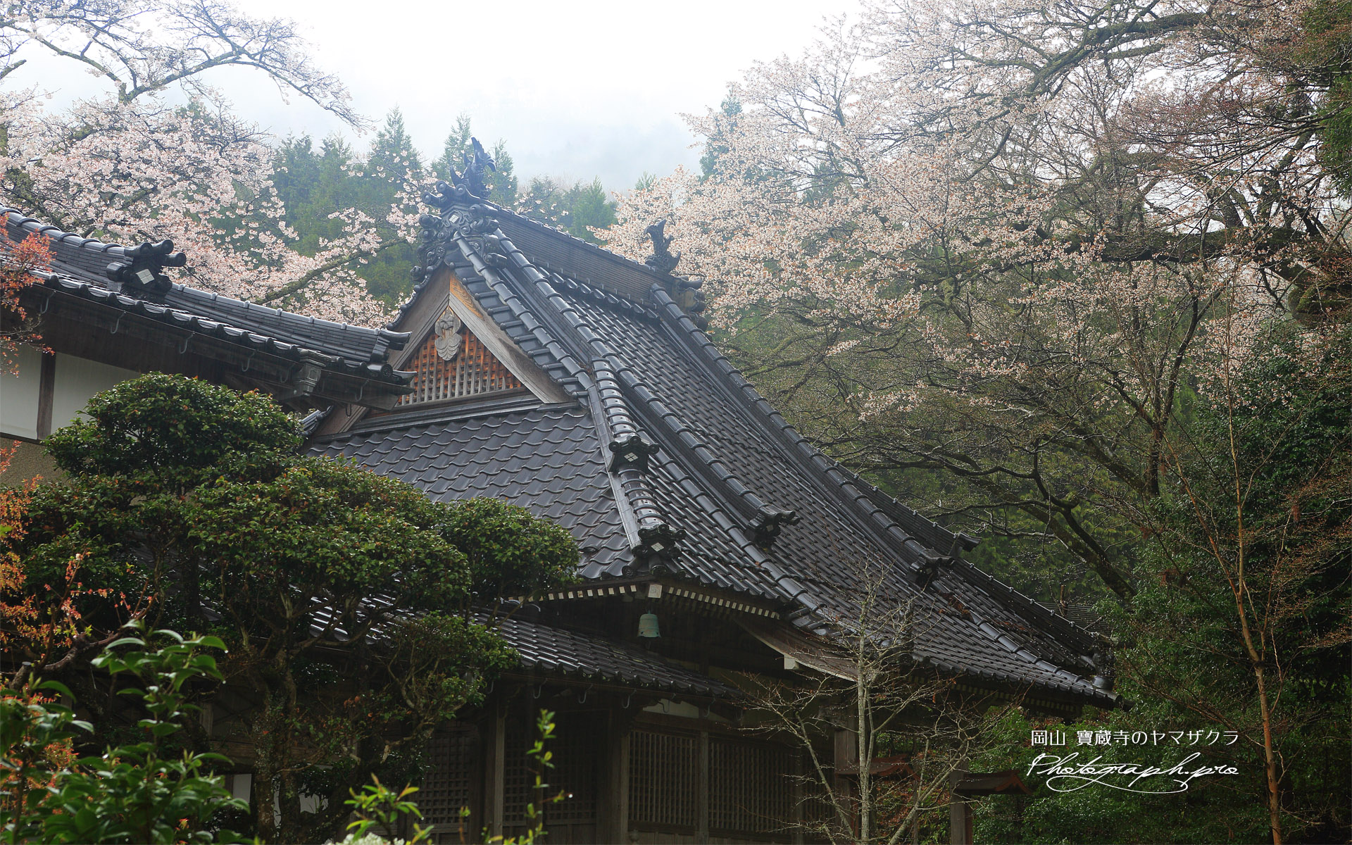 寶蔵寺のヤマザクラ