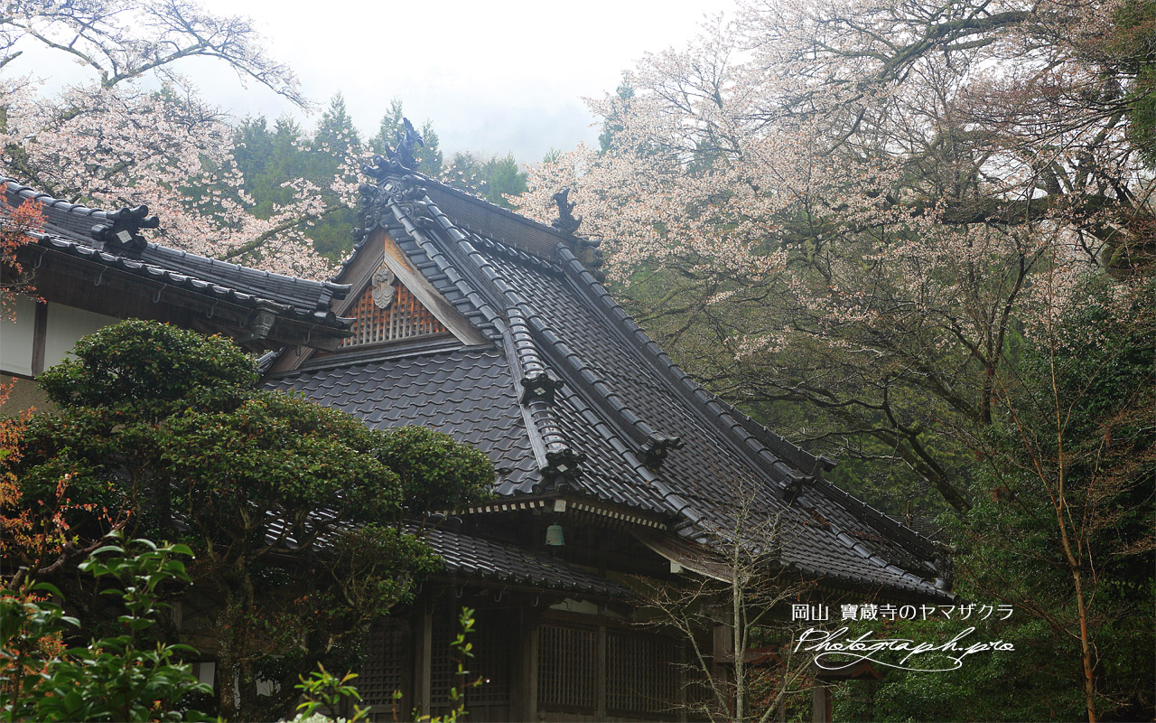 寶蔵寺のヤマザクラ 壁紙