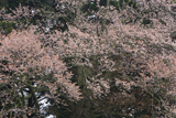 宝蔵寺のヤマザクラ