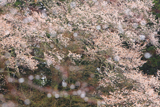 寶蔵寺のヤマザクラ