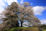 粟ヶ段の桜