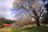 粟ヶ段の桜
