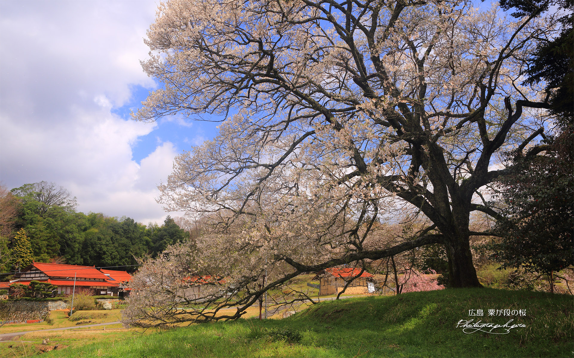 粟ヶ段の桜
