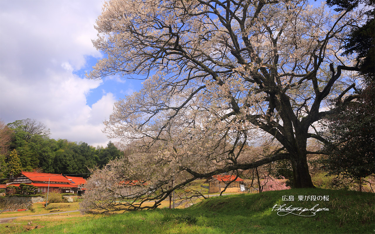 粟ヶ段の桜 壁紙