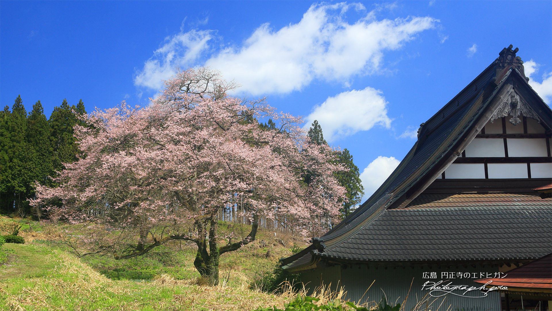 円正寺のエドヒガン