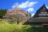 円正寺のエドヒガン