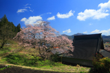 円正寺のエドヒガン