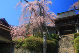 円正寺のシダレザクラ
