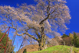 亀山城跡の要害桜