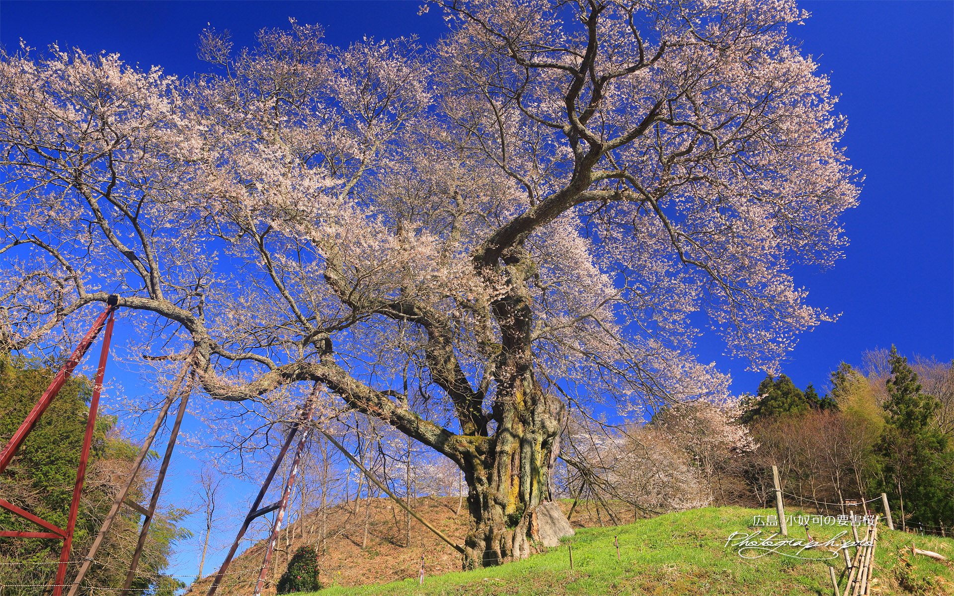 亀山城跡の要害桜