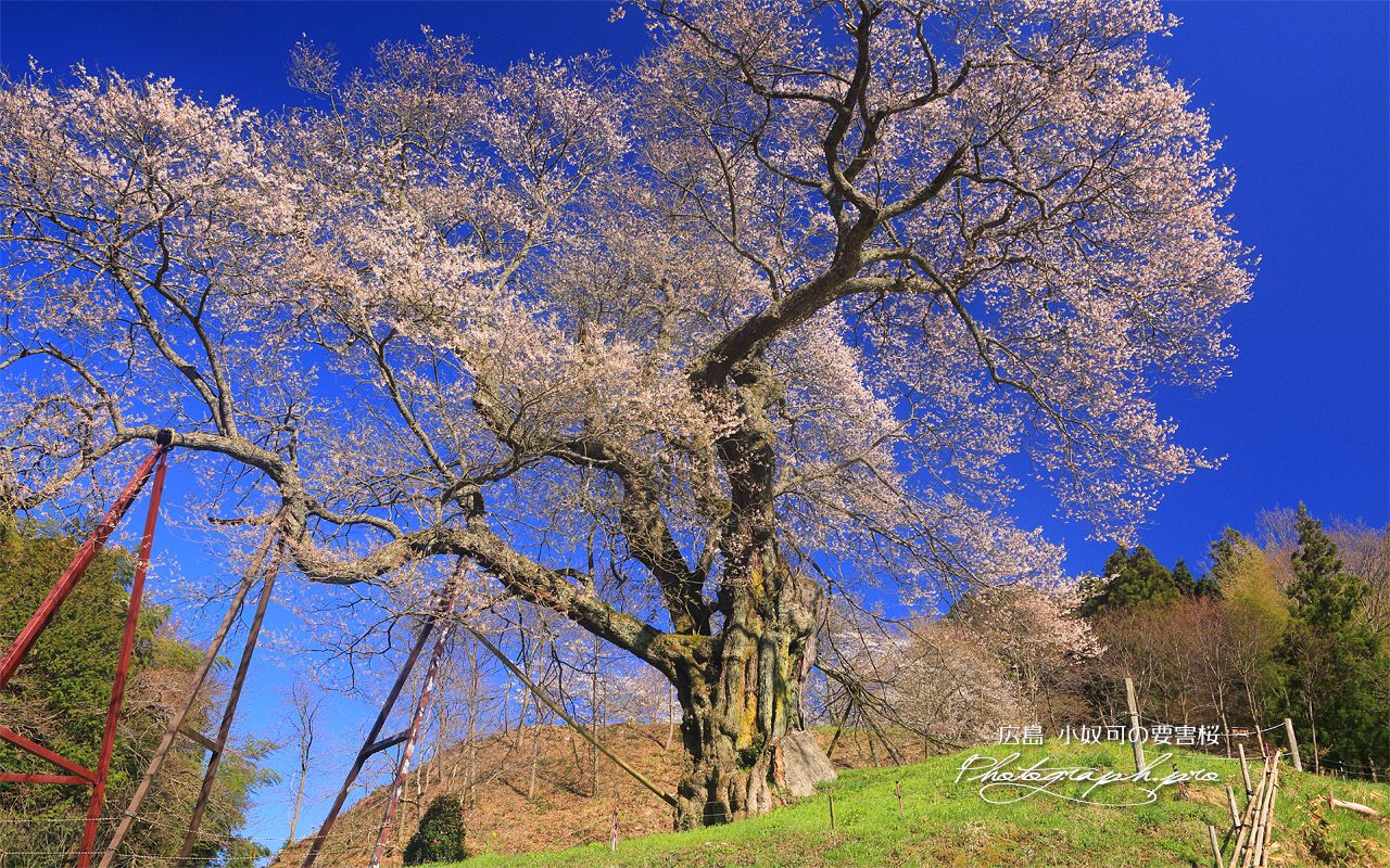 亀山城跡の要害桜 壁紙