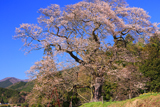 小奴可の要害桜