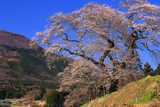 小奴可の要害桜