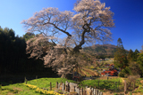 小奴可の要害桜