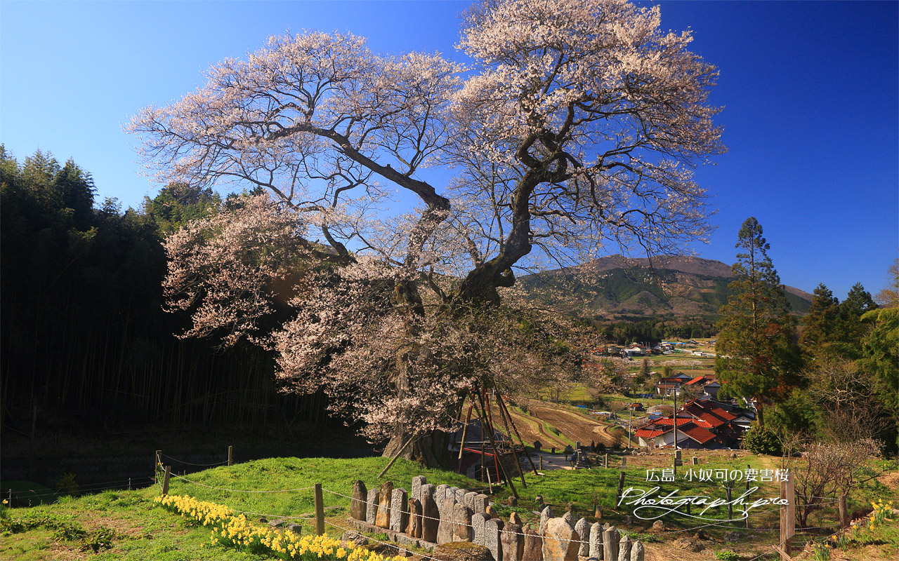 小奴可の要害桜 壁紙