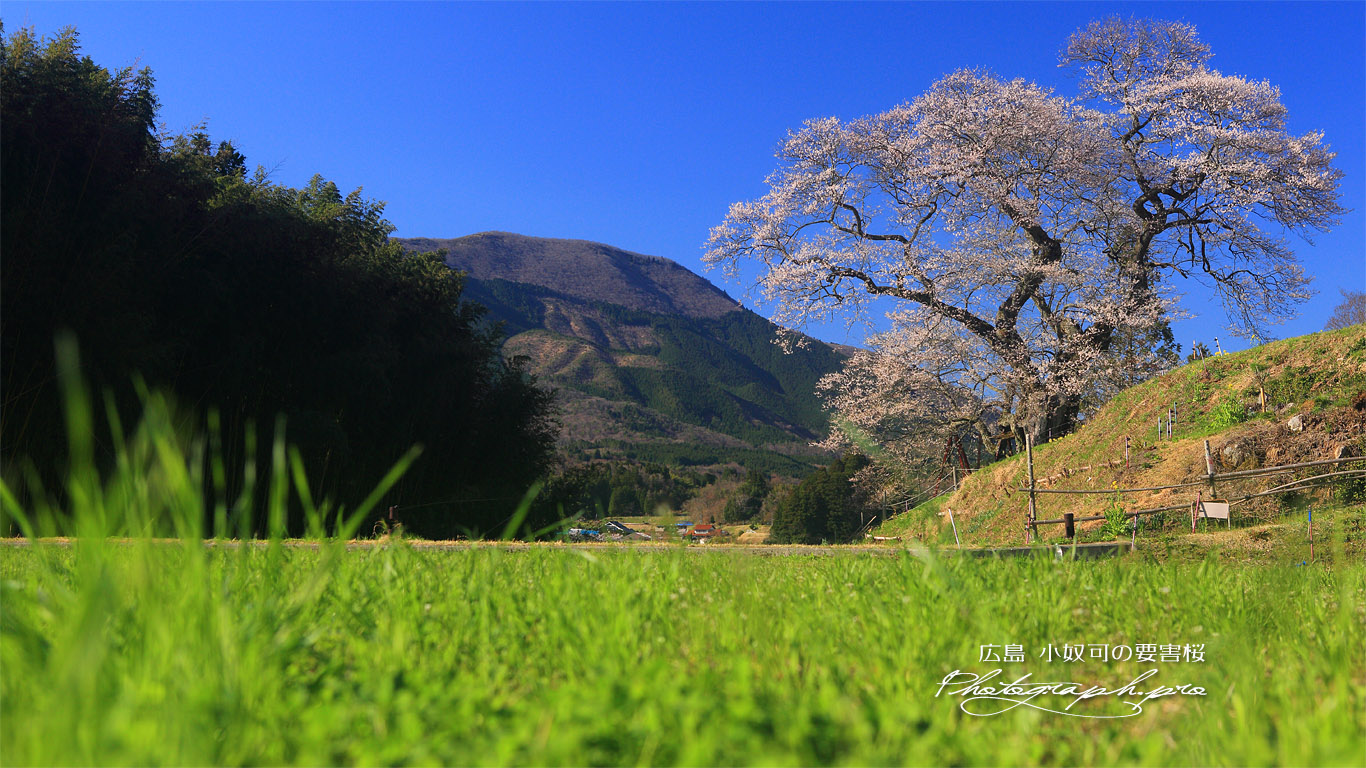 小奴可の要害桜 壁紙