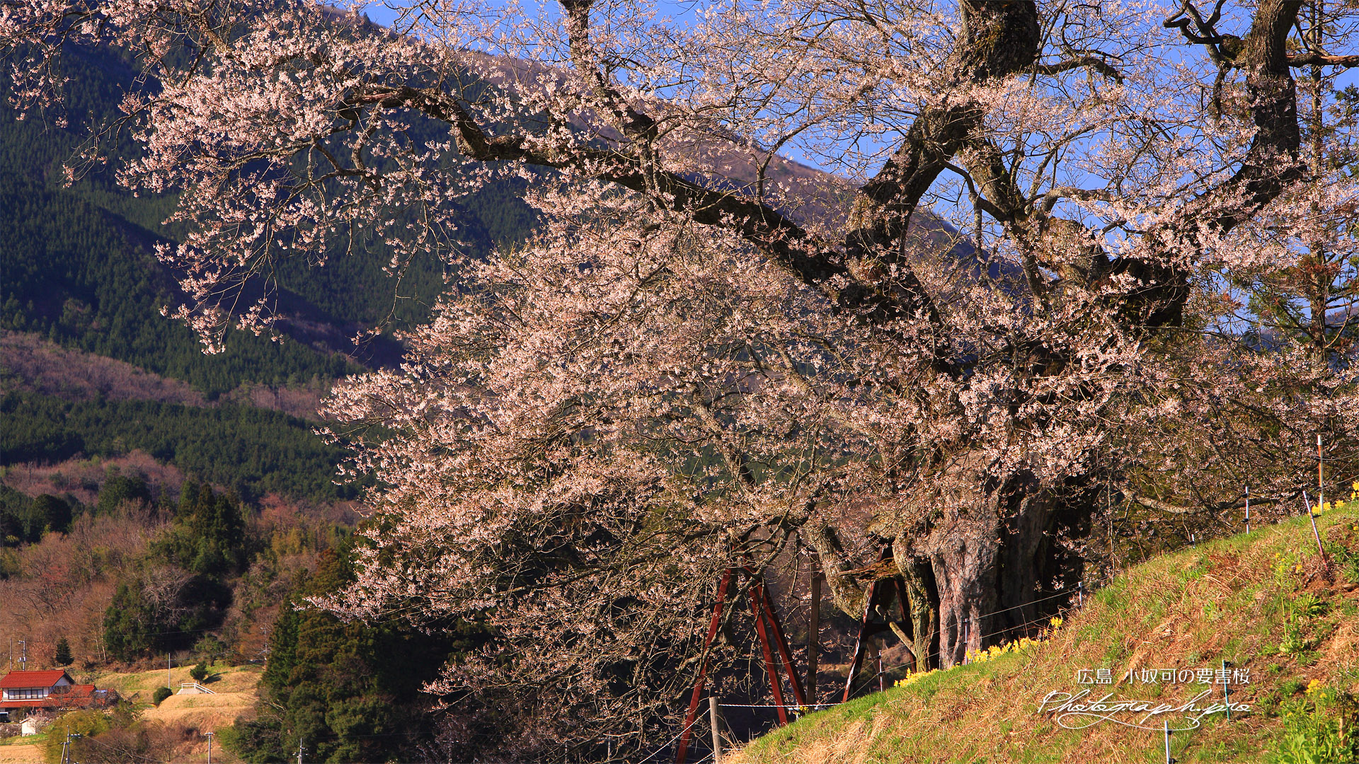 小奴可の要害桜