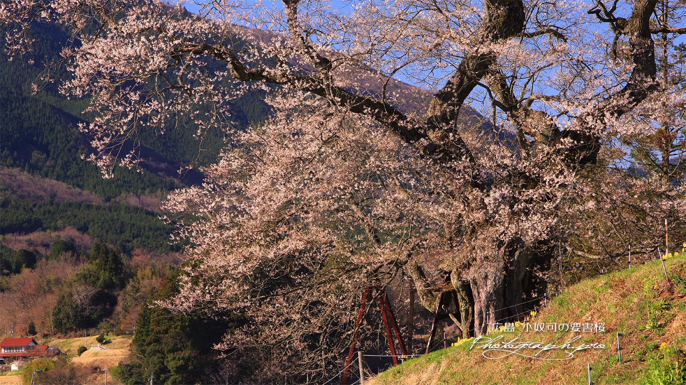小奴可の要害桜 壁紙