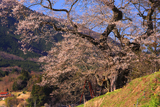 小奴可の要害桜