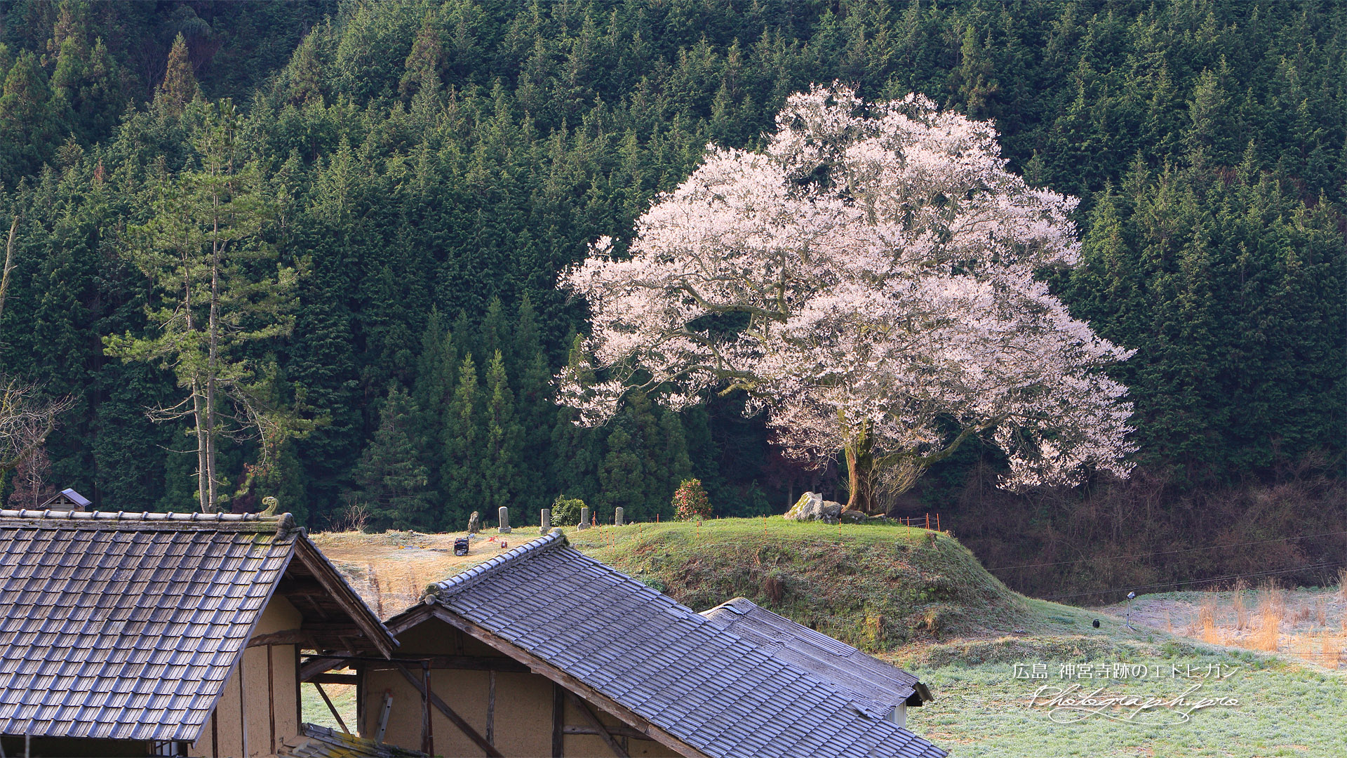 神宮寺跡の大桜