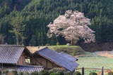 神宮寺跡の大桜