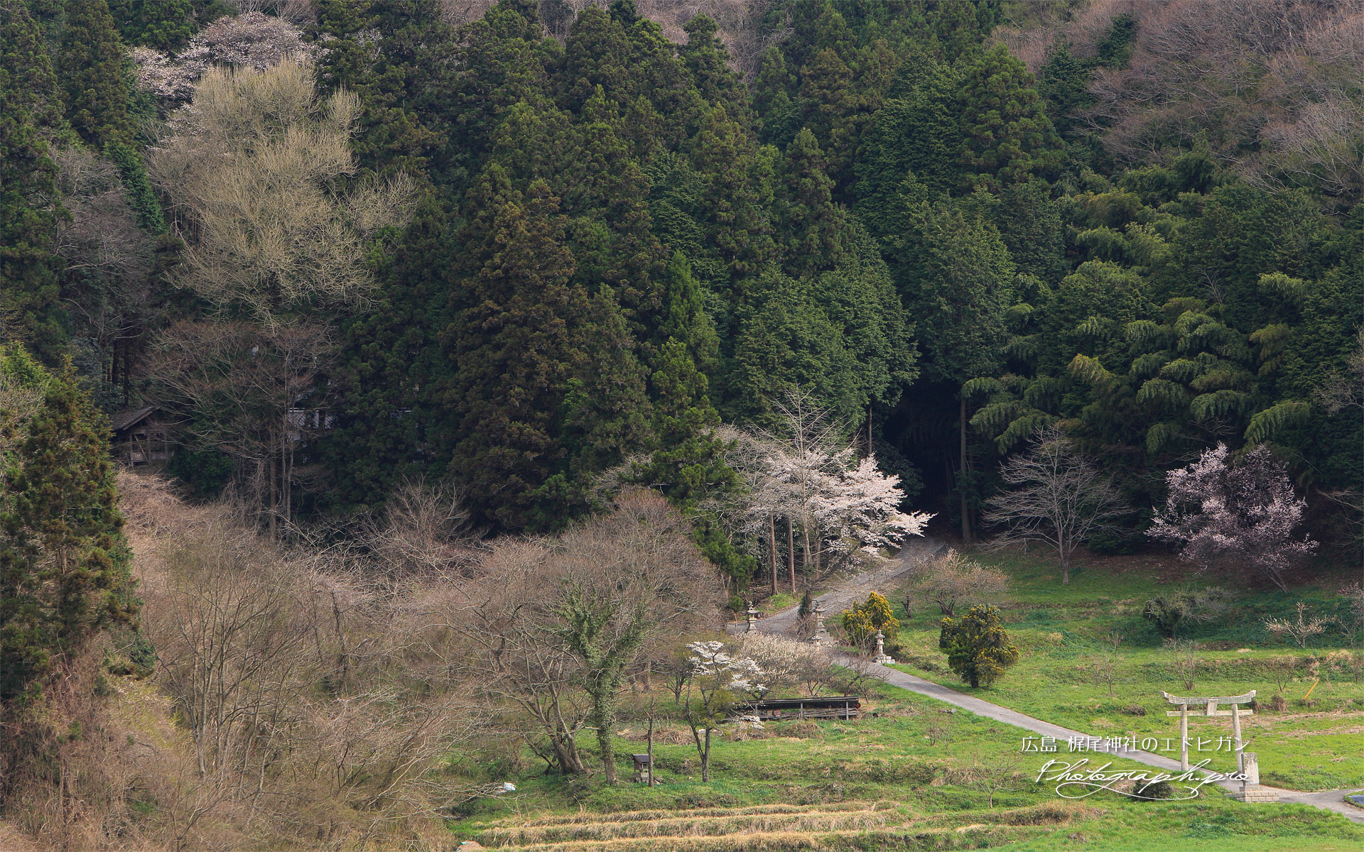 梶尾神社のエドヒガン