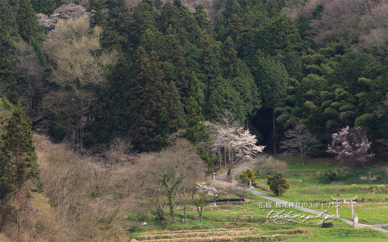梶尾神社のエドヒガン 壁紙