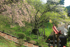 吉備津神社のサクラ