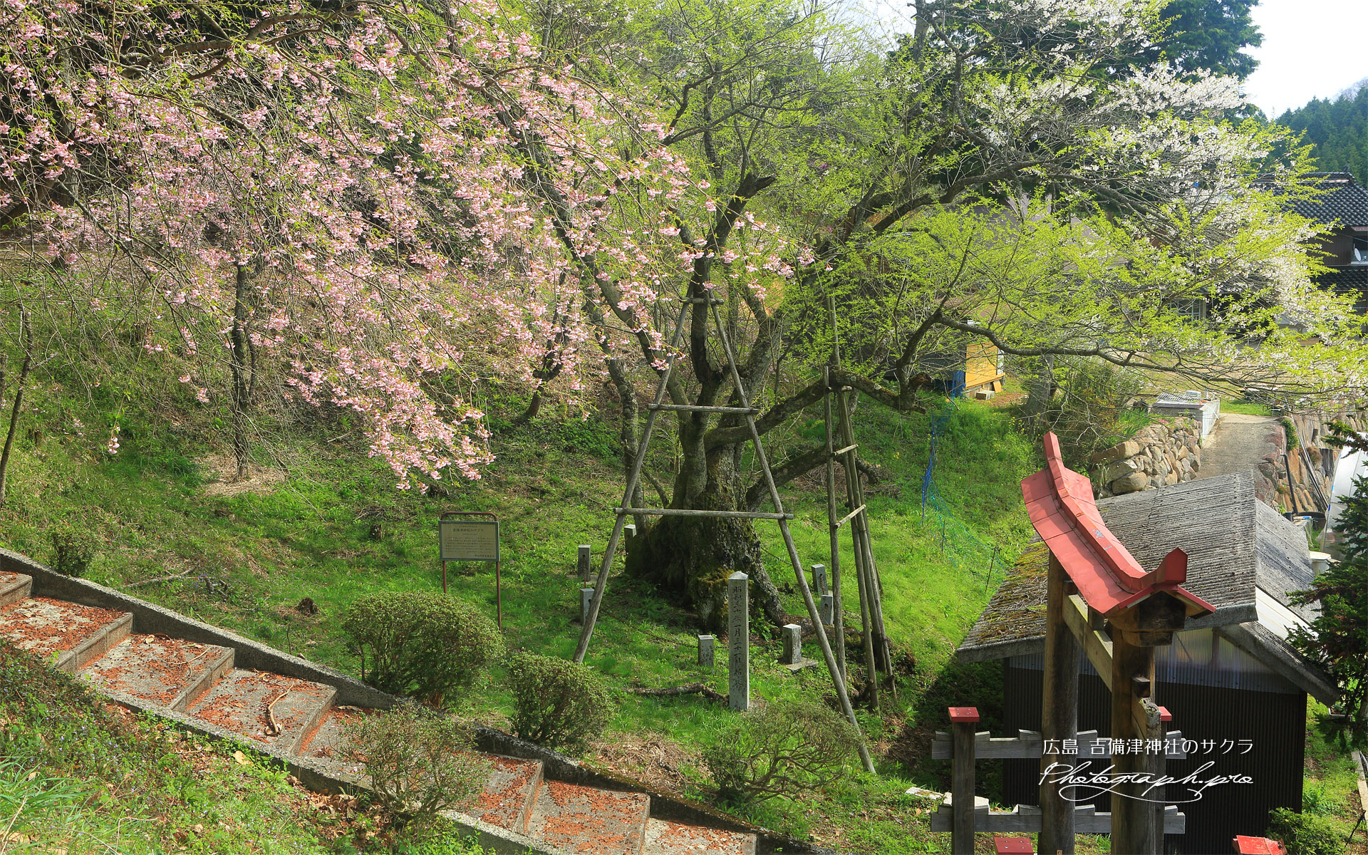吉備津神社のサクラ