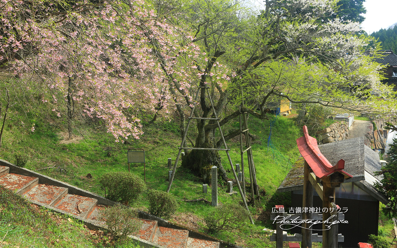 吉備津神社のサクラ 壁紙