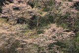 井永の彼岸桜